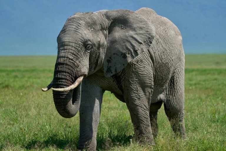 A close-up of an African elephant grazing in the lush green plains of the Serengeti National Park. The elephant's detailed features, including its tusks and wrinkled skin, are captured beautifully against the backdrop of open grasslands and a clear blue sky.