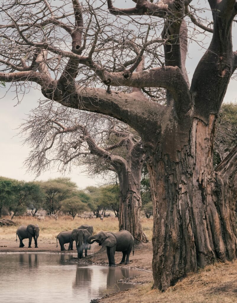 A group of elephants drinking from a waterhole under the shade of majestic baobab trees in Tarangire National Park. The scene captures the natural beauty and tranquility of the park, with elephants enjoying a peaceful moment in their habitat.