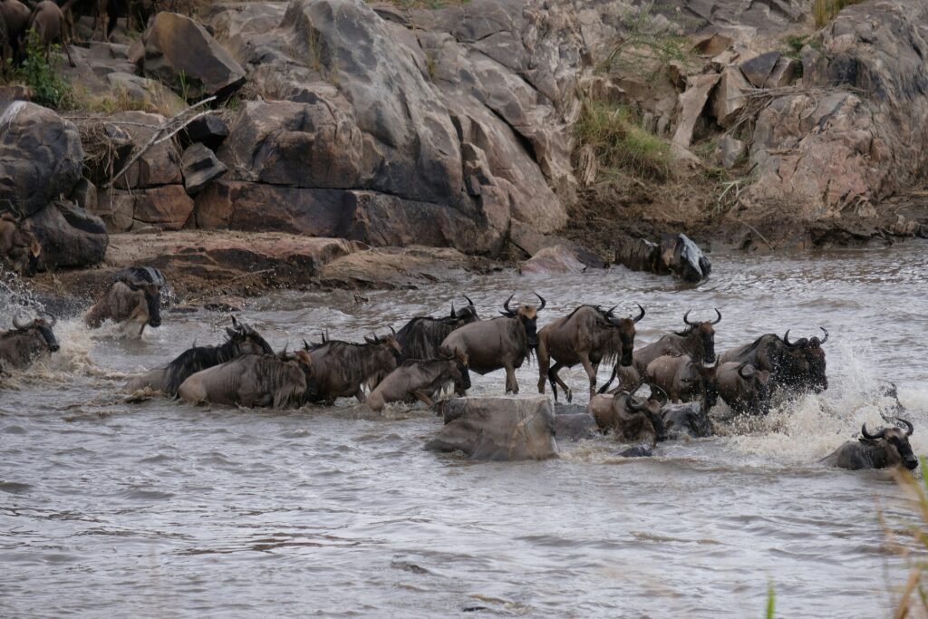 Wildebeest bravely crossing the Mara River amidst strong currents and rocky terrain during the Great Migration. The scene captures the determination and struggle of these animals as they navigate one of nature's most perilous journeys.