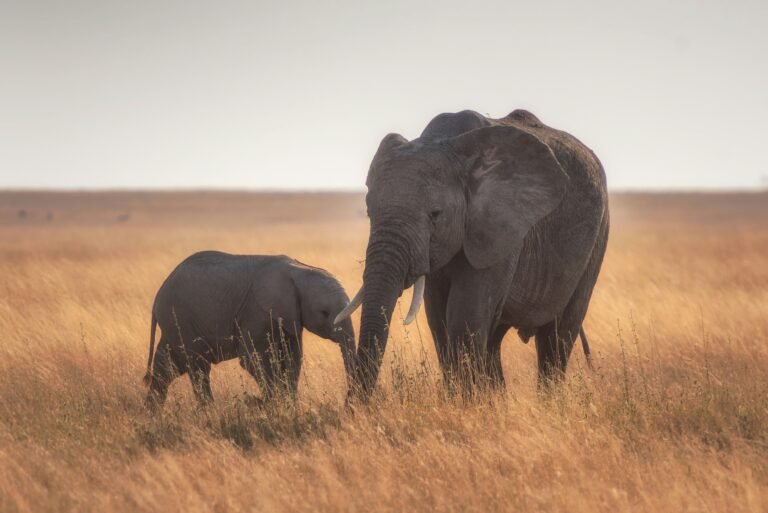 A heartwarming scene of a mother elephant and her calf standing close together in the golden grasslands of the Serengeti. The soft, warm light of the setting sun highlights their gentle interaction, capturing a tender moment in the wild.