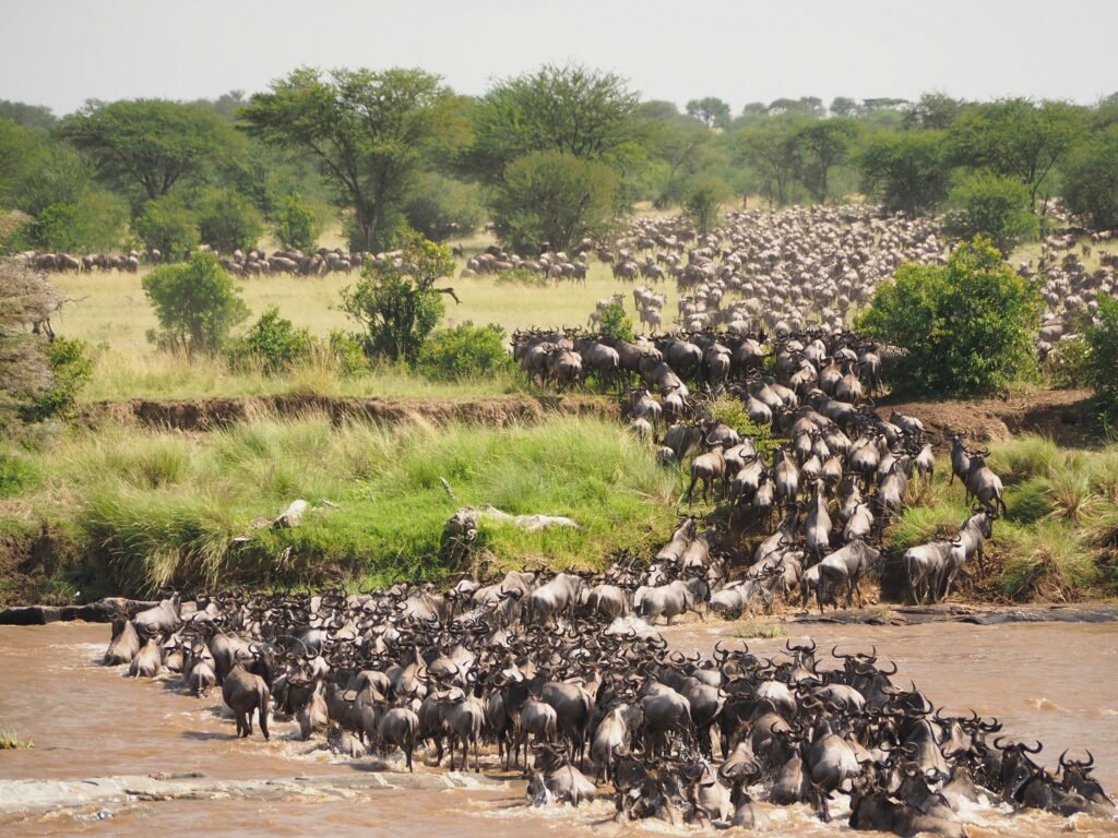 A massive herd of wildebeest crossing the Mara River during the Great Migration in the Serengeti. The scene captures the sheer scale and intensity of this natural spectacle, with thousands of animals moving together through the water and across the grassy plains.