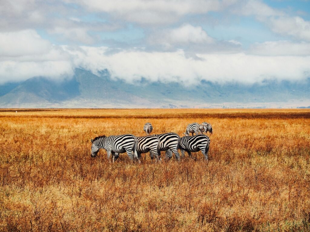 A group of zebras grazing on the golden grasslands of Ngorongoro Crater, with mist-covered mountains in the background. The scene captures the serene beauty and rich biodiversity of this unique natural habitat.