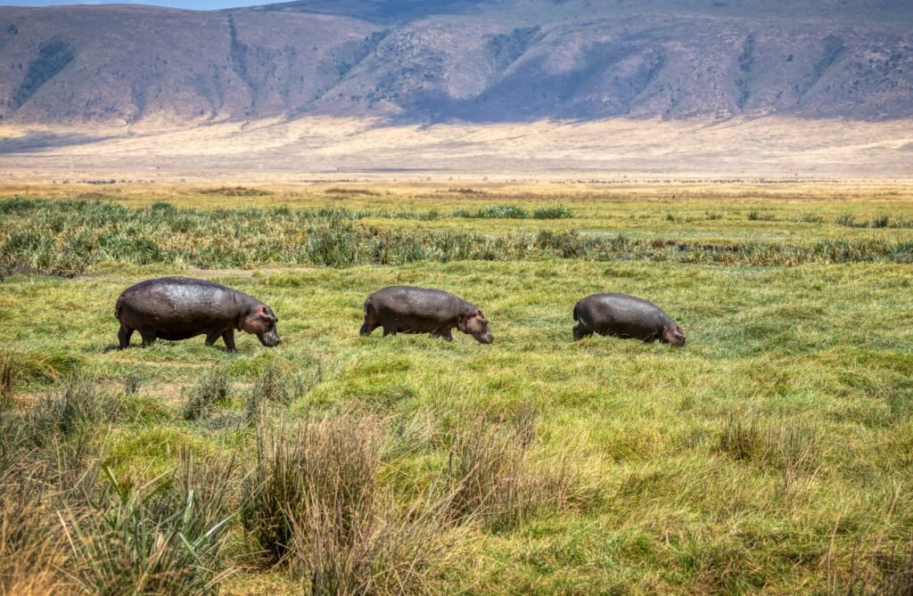  A captivating view of three hippos grazing on lush green grass in an expansive grassland, set against the backdrop of rolling hills. The scene captures the essence of the wild, with the hippos calmly feeding and the rugged hills providing a scenic horizon. The varying shades of green in the grass and the hills add depth and texture to the landscape, creating a peaceful and natural ambiance.