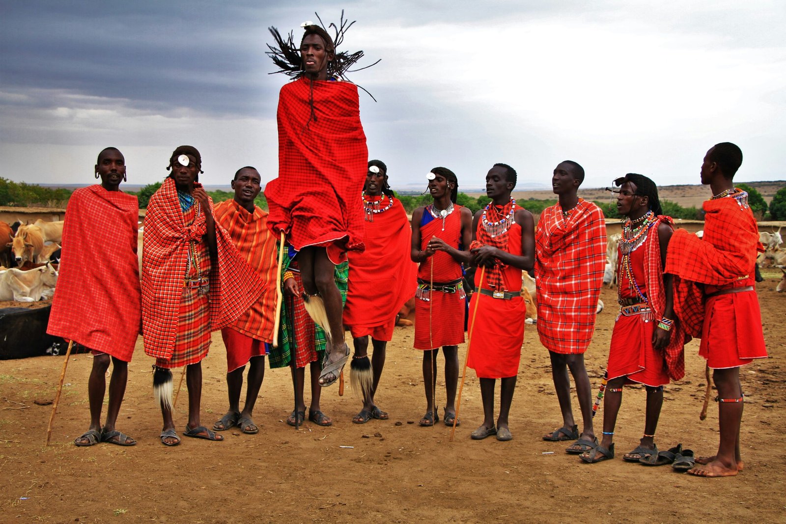 Maasai warriors dressed in vibrant red shukas perform the traditional Adumu, or jumping dance. One warrior is captured mid-air, demonstrating their strength and agility, while others watch and chant in a cultural display of unity and celebration against a backdrop of cattle and open land.