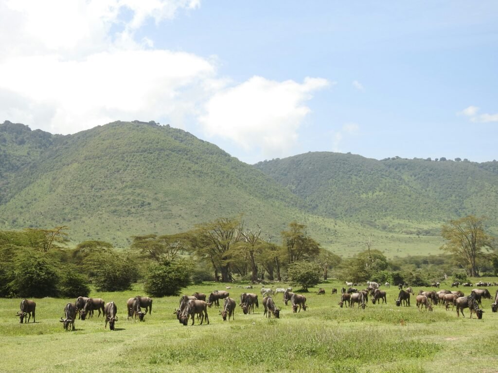 A herd of wildebeest graze peacefully on the lush green plains of the Ngorongoro Crater, with verdant hills rising in the background under a clear blue sky. The scene showcases the abundant wildlife and stunning landscapes of this renowned conservation area in Tanzania.