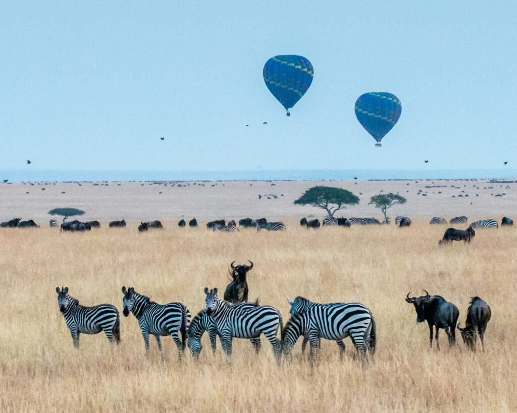 A scenic view of the Serengeti featuring zebras and wildebeest grazing on the golden grasslands, with colorful hot air balloons floating in the sky above. The vast landscape and clear blue sky create a picturesque safari scene.