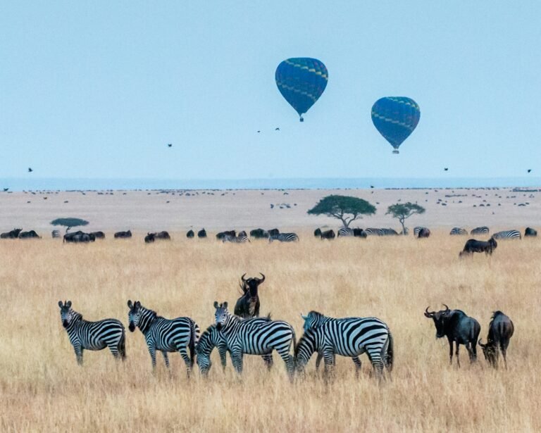 A scenic view of the Serengeti featuring zebras and wildebeest grazing on the golden grasslands, with colorful hot air balloons floating in the sky above. The vast landscape and clear blue sky create a picturesque safari scene.