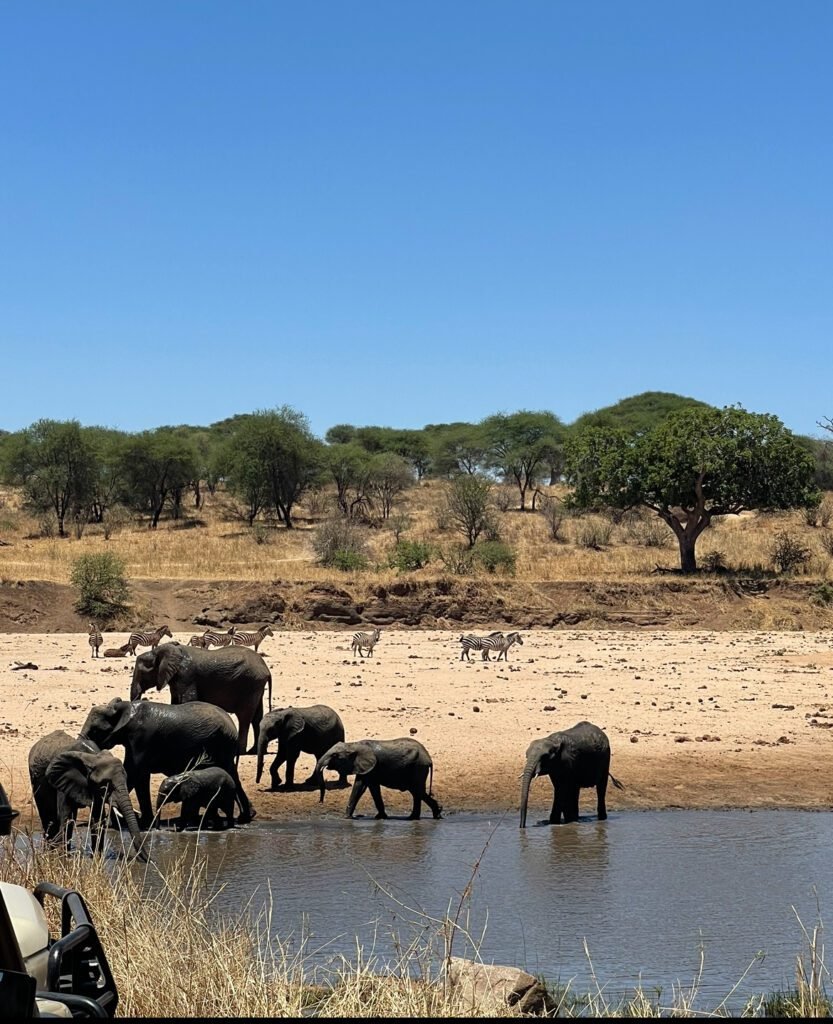 A group of elephants drinking and bathing at a waterhole in Tarangire National Park, surrounded by acacia trees and dry savannah. Zebras can be seen grazing in the background under a clear blue sky.