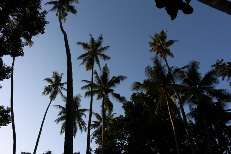 Silhouetted palm trees in Zanzibar, stretching towards a vibrant blue sky, evoking a tropical paradise.