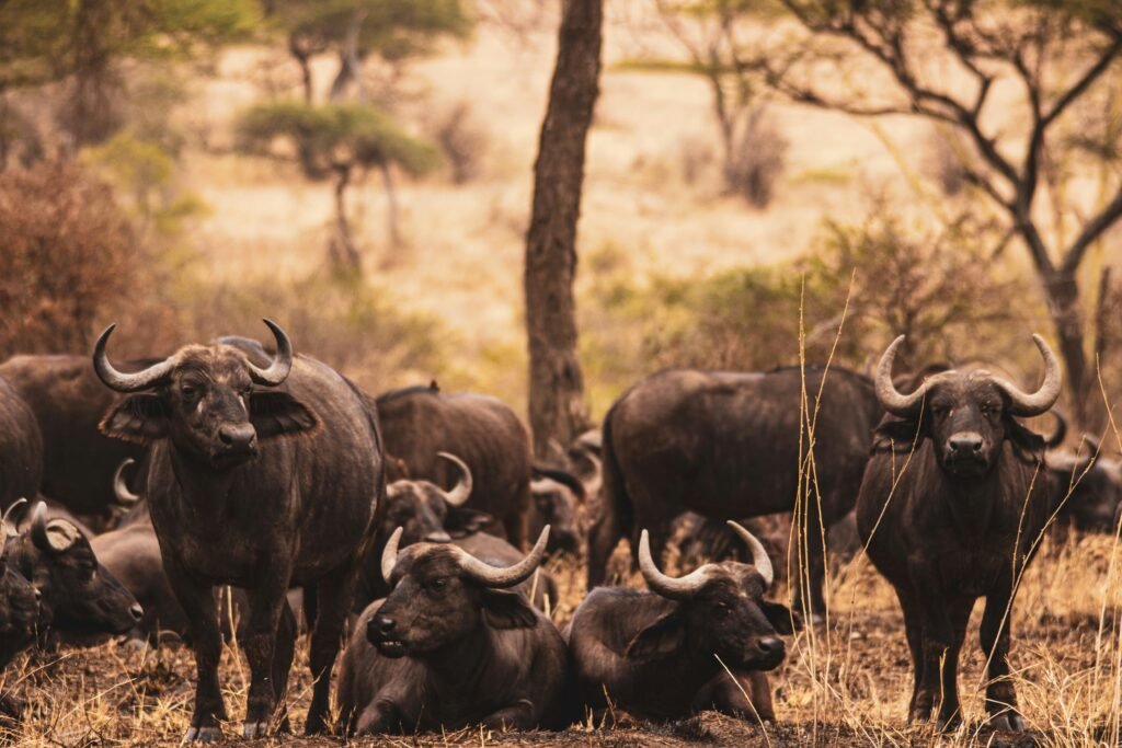 A herd of Cape buffalo resting and grazing in the African savannah, their sharp horns standing out as they calmly observe their surroundings, embodying the power and tranquility of the wild.