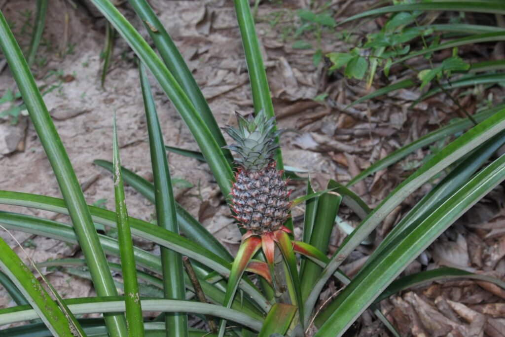 A ripe pineapple growing in its natural setting on the lush island of Zanzibar, surrounded by long green leaves and tropical plants