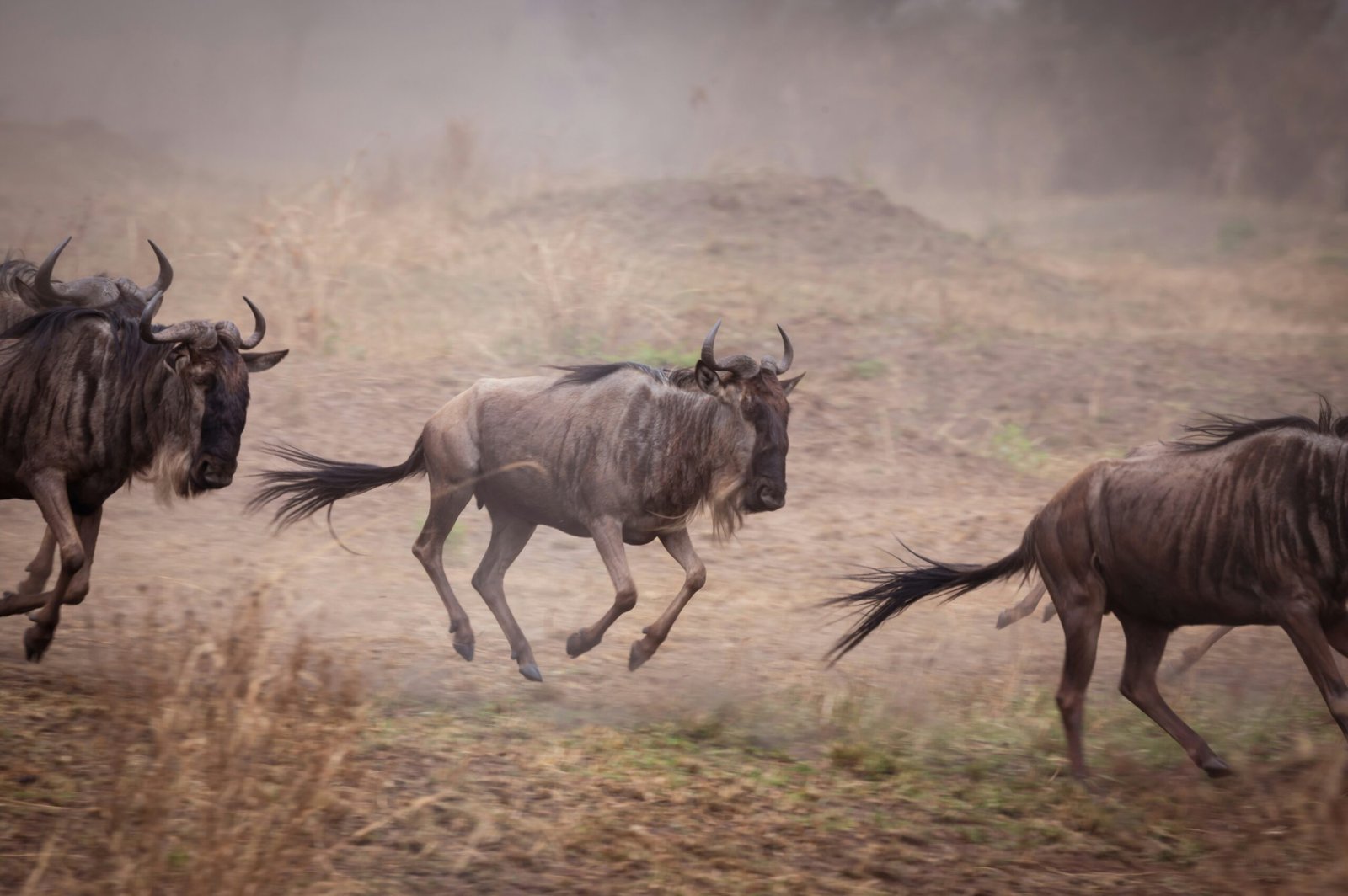 A group of wildebeests running across the dusty savannah, creating a sense of urgency and movement in the wild, as they head towards unknown destinations.