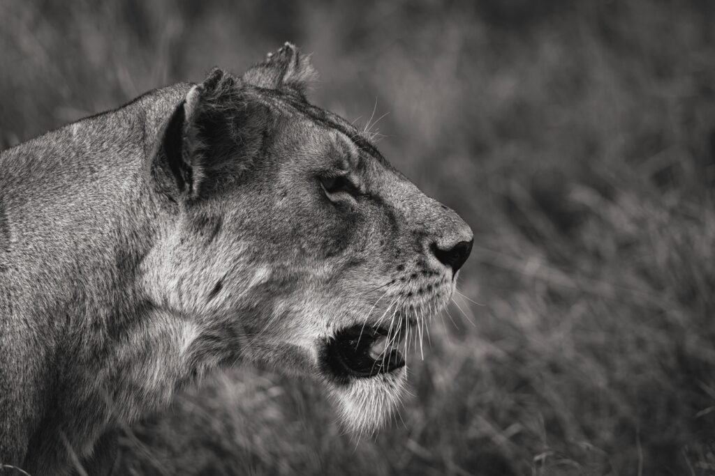 A close-up black and white image of a lioness with a roaring expression, showcasing the details of her face and mane in a natural setting.