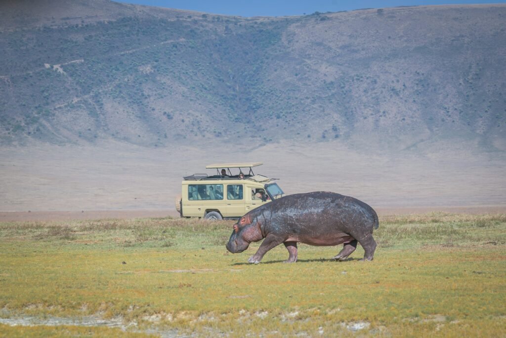 Photo of a safari vehicle observing a large hippo walking across the open plains with a backdrop of distant hills under a clear sky