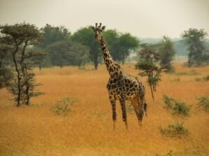 A majestic giraffe standing tall in the golden grass of the African savanna, surrounded by sparse trees, epitomizing the wild beauty of the region.