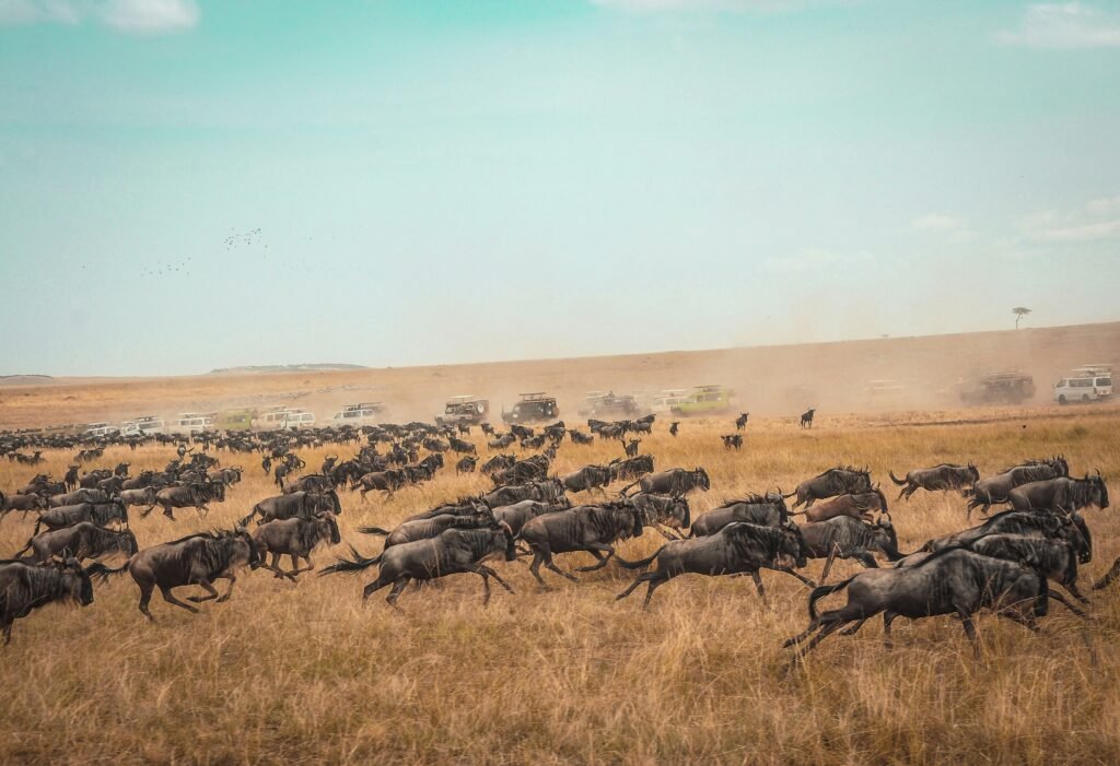 Photo of a massive herd of wildebeest running across the savannah during the Great Migration, with safari vehicles in the background and dust clouds rising in the air.